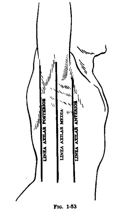 Descubre tu Línea Axilar Perfecta_2 Linea axilar media_2
