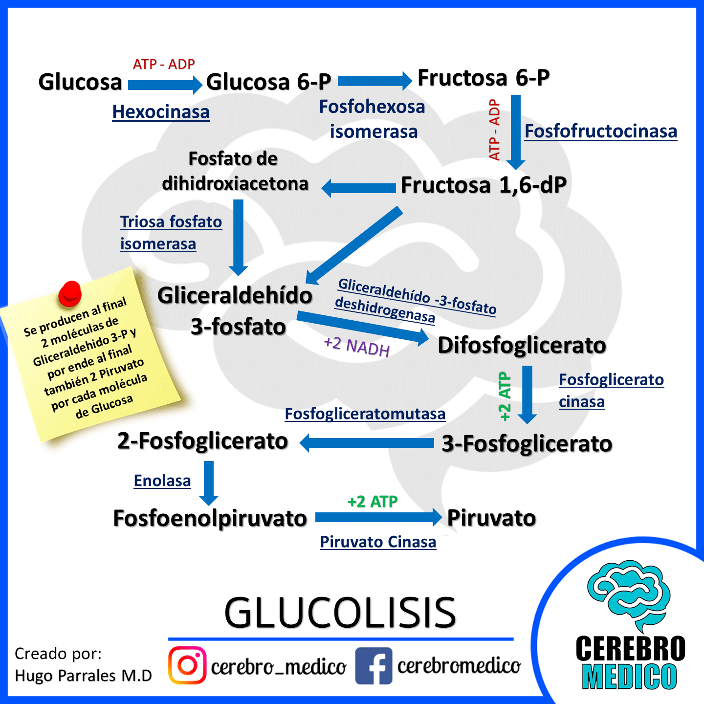 Glucolisis Resumen Y Esquema Bioquimica Medica
