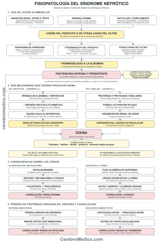 Algoritmo de correlación Clinica Fisiopatogenica del síndrome nefrótico