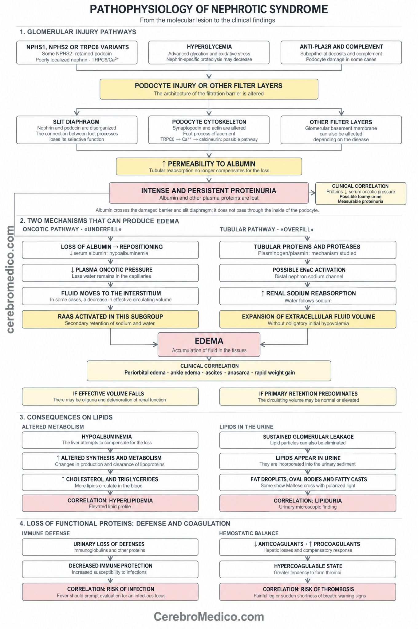 Algorithm of clinical pathophysiological correlation of nephrotic syndrome